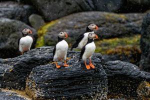 pufflings iceland