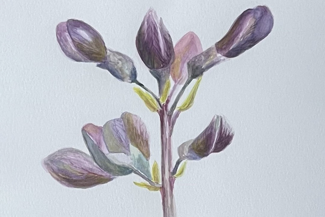 Botanical Watercolor Corry Buckwalter2