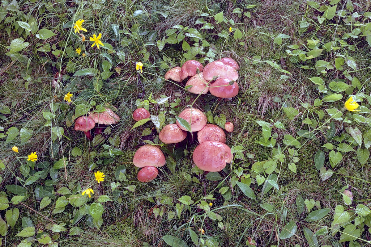 Harris Gardening w Fungi2